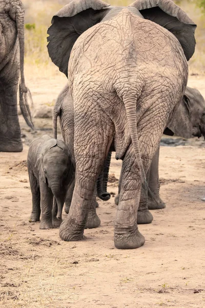 Eine Elefantenherde Mit Klbern Einer Wasserstelle Das Kalb Sucht Schutz — Zdjęcie stockowe