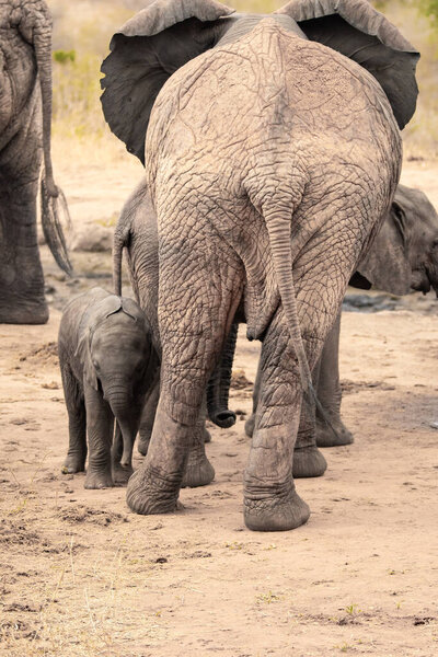 Eine Elefantenherde mit Klbern an einer Wasserstelle. Das Kalb sucht Schutz bei seiner Mutterkuh. Die roten Elefanten der afrikanischen Savanne. Landschaftsaufnahme einer Safari im Tsavo Nationalpark, Kenia