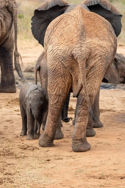 Eine Elefantenherde Mit Klammern Einer Wasserstelle Das Kalb Sucht Schutz — Stockfoto