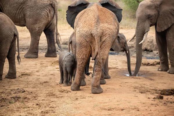 Eine Elefantenherde mit Klbern a einer Wasserstelle. Das Kalb sucht Schutz bei seiner Mutterkuh. Çürümüş Onbir der Afrikanischen Savanne. Landschaftsaufnahme einer Safari im Tsavo Nationalpark, Kenya