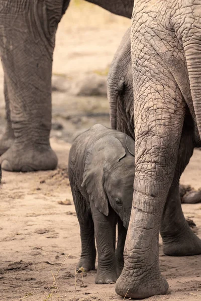 Eine Elefantenherde Mit Klbern Einer Wasserstelle Das Kalb Sucht Schutz — Foto Stock