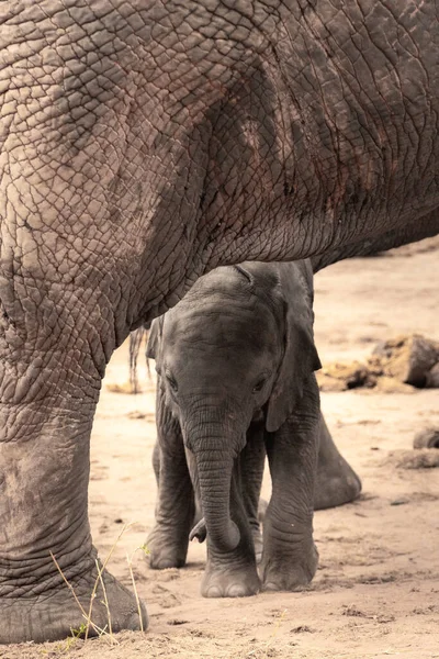 Eine Elefantenherde Mit Klbern Einer Wasserstelle Das Kalb Sucht Schutz — Fotografia de Stock