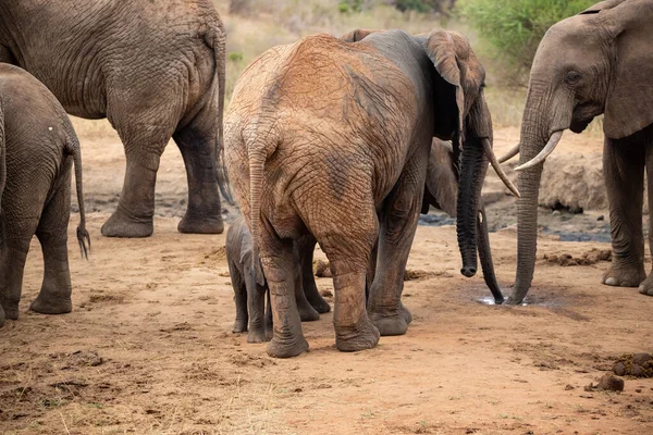 Eine Elefantenherde Mit Klbern Einer Wasserstelle Das Kalb Sucht Schutz — 图库照片