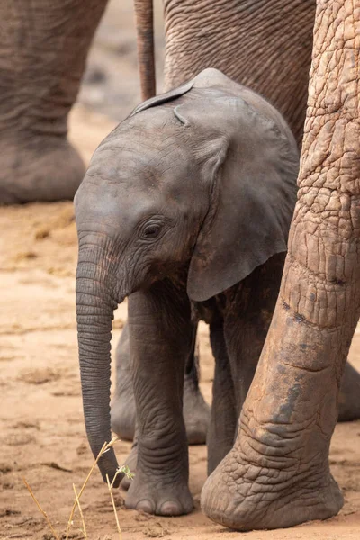 Eine Elefantenherde Mit Klbern Einer Wasserstelle Das Kalb Sucht Schutz — Stock Fotó