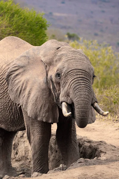 Ein Elefant Fokus Wasserloch Der Savanne Von Afrika Portrt Eines —  Fotos de Stock