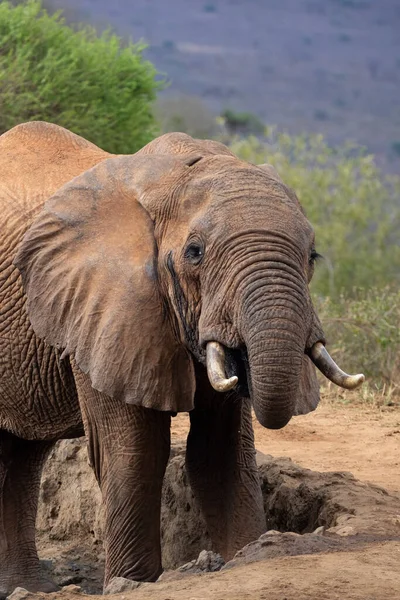 Ein Elefant Fokus Wasserloch Der Savanne Von Afrika Inglês Portrt — Fotografia de Stock