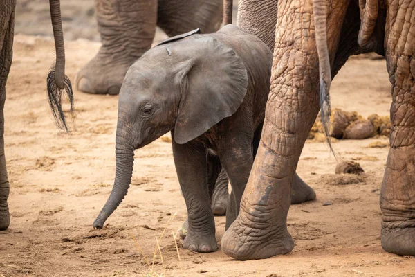Eine Elefantenherde Mit Klbern Einer Wasserstelle Das Kalb Sucht Schutz — Stockfoto