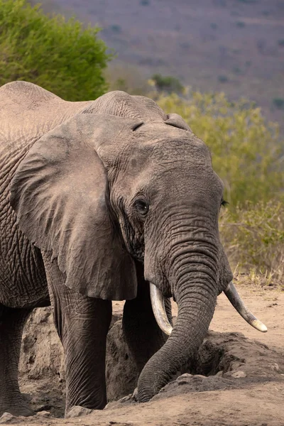 Ein Elefant Fokus Wasserloch Der Savanne Von Afrika Portrt Eines —  Fotos de Stock