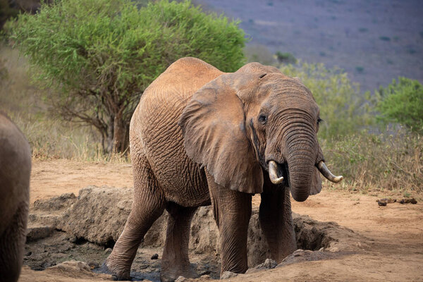 Ein Elefant im Fokus am Wasserloch in der Savanne von Afrika. Portrt eines Elefanten in einer Landschaftsaufnahme. Safari im Tsavo-Nationalpark, Kenia
