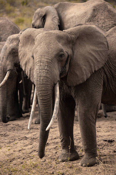 Ein Elefant in einer Elefantenherde im Fokus. Die Savanne Afrikas. Portrt eines Elefanten in einer Landschaftsaufnahme. Safari im Tsavo-Nationalpark, Kenia