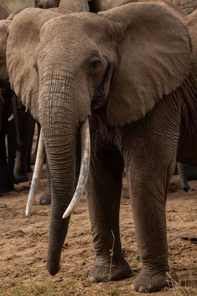Ein Elefant Einer Elefantenherde Fokus Die Savanne Afrikas Portrt Eines —  Fotos de Stock
