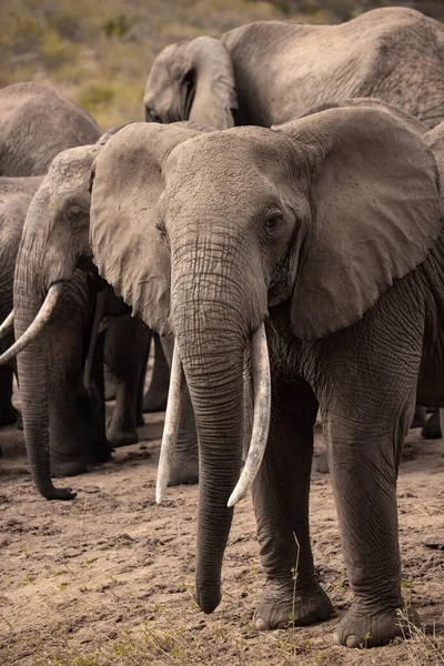 Ein Elefant Einer Elefantenherde Fokus Zgiń Savanne Afrikas Portrt Eines — Zdjęcie stockowe