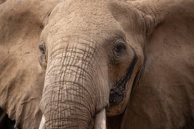 Einer Elefantenherde im Fokus 'taki Ein Elefant. Öl Savanne Afrikas. Portrt eines Elefanten in einer Landschaftsaufnahme 'de. Safari im Tsavo-Nationalpark, Kenya