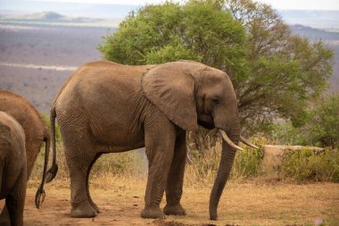 Einer Elefantenherde im Fokus 'taki Ein Elefant. Öl Savanne Afrikas. Portrt eines Elefanten in einer Landschaftsaufnahme 'de. Safari im Tsavo-Nationalpark, Kenya