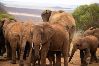 Eine Elefantenherde im Fokus in der Savanne Afrikas. Portrt einiger Elefanten in einer Landschaftsaufnahme. Safari im Tsavo-Nationalpark, Kenya