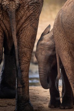 Eine Elefantenherde mit Klbern a einer Wasserstelle. Das Kalb sucht Schutz bei seiner Mutterkuh. Çürümüş Onbir der Afrikanischen Savanne. Landschaftsaufnahme einer Safari im Tsavo Nationalpark, Kenya