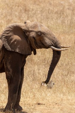 ein einzelner elefant im fokus in der savanne von afrika. Portrt eines Elefanten in einer Landschaftsaufnahme 'de. Safari im Tsavo-Nationalpark, Kenya