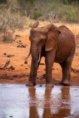 Ein Elefant im Fokus am Wasserloch in der Savanne von Afrika. Portrt eines Elefanten in einer Landschaftsaufnahme 'de. Safari im Tsavo-Nationalpark, Kenya