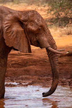 Ein Elefant im Fokus am Wasserloch in der Savanne von Afrika. Portrt eines Elefanten in einer Landschaftsaufnahme 'de. Safari im Tsavo-Nationalpark, Kenya