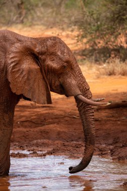 Ein Elefant im Fokus am Wasserloch in der Savanne von Afrika. Portrt eines Elefanten in einer Landschaftsaufnahme 'de. Safari im Tsavo-Nationalpark, Kenya