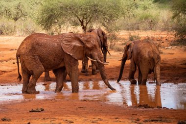 Eine Elefantenherde im Fokus am Wasserloch in der Savanne Afrikas. Portrt einer Elefantenherde mit vielen Jungtieren und einem Kalb in einer Landschaftsaufnahme. Safari im Tsavo-Nationalpark, Kenya