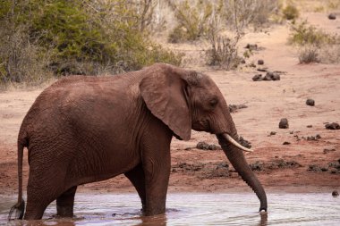 Ein Elefant im Fokus am Wasserloch in der Savanne von Afrika. Portrt eines Elefanten in einer Landschaftsaufnahme 'de. Safari im Tsavo-Nationalpark, Kenya