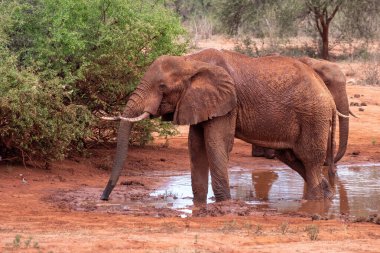 Ein Elefant im Fokus am Wasserloch in der Savanne von Afrika. Portrt eines Elefanten in einer Landschaftsaufnahme 'de. Safari im Tsavo-Nationalpark, Kenya