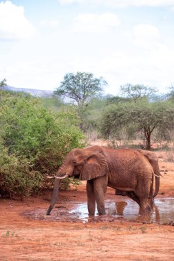 Ein Elefant im Fokus am Wasserloch in der Savanne von Afrika. Portrt eines Elefanten in einer Landschaftsaufnahme 'de. Safari im Tsavo-Nationalpark, Kenya
