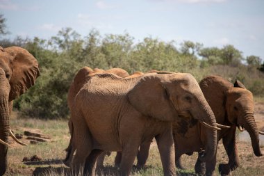 Eine Elefantenherde im Fokus in der Savanne Afrikas. Portrt einiger Elefanten in einer Landschaftsaufnahme. Safari im Tsavo-Nationalpark, Kenya