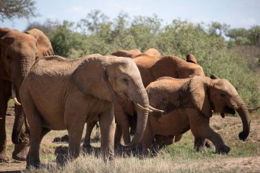 Eine Elefantenherde im Fokus in der Savanne Afrikas. Portrt einiger Elefanten in einer Landschaftsaufnahme. Safari im Tsavo-Nationalpark, Kenya