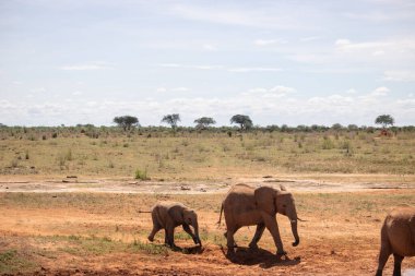 Eine Elefantenherde im Fokus in der Savanne Afrikas. Portrt einiger Elefanten in einer Landschaftsaufnahme. Safari im Tsavo-Nationalpark, Kenya