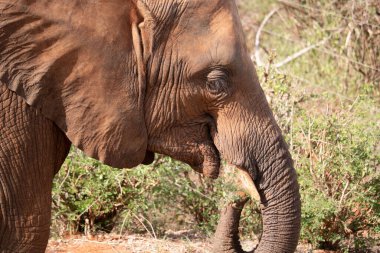 ein einzelner elefant im fokus in der savanne von afrika. Portrt eines Elefanten in einer Landschaftsaufnahme 'de. Safari im Tsavo-Nationalpark, Kenya
