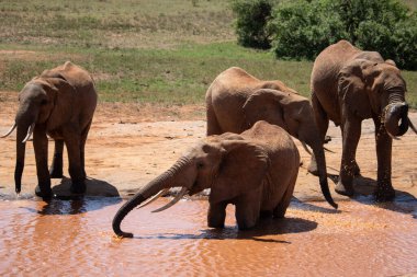 Eine Elefantenherde im Fokus am Wasserloch in der Savanne Afrikas. Portrt einer Elefantenherde mit vielen Jungtieren und einem Kalb in einer Landschaftsaufnahme. Safari im Tsavo-Nationalpark, Kenya