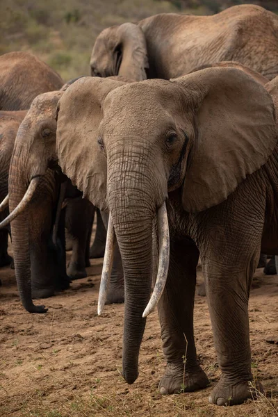 Ein Elefant Στο Einer Elefantenherde Fokus Πέθανε Savanne Afrikas Portrt — Φωτογραφία Αρχείου