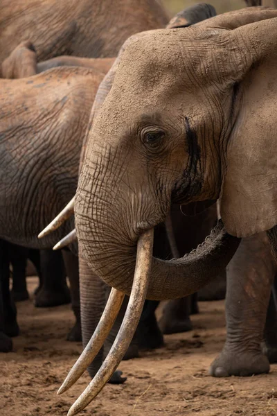Ein Elefant Einer Elefantenherde Fokus Sterf Savanne Afrikaans Portrt Eines — Stockfoto