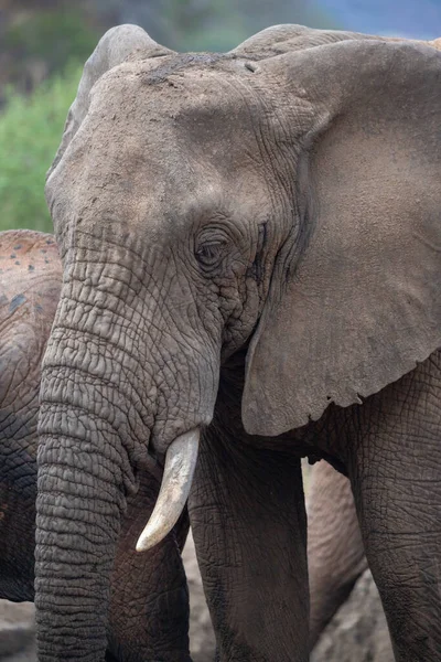 Ein Elefant Einer Elefantenherde Fokus Sterf Savanne Afrikaans Portrt Eines — Stockfoto