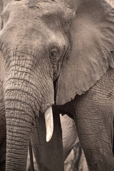 Einer Elefantenherde im Fokus 'taki Ein Elefant. Öl Savanne Afrikas. Portrt eines Elefanten in einer Landschaftsaufnahme 'de. Safari im Tsavo-Nationalpark, Kenya