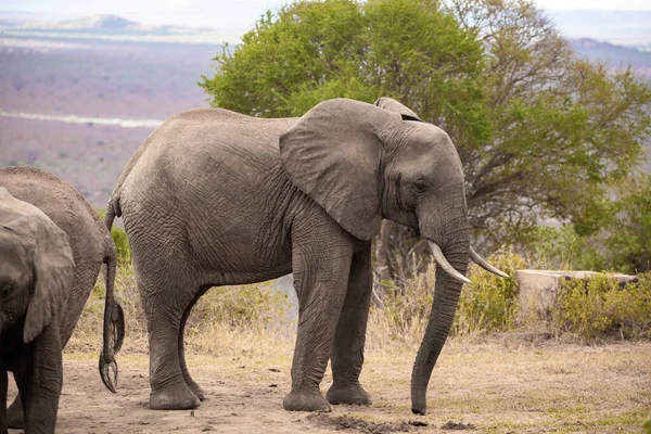 Ein Einzelner Elefant Fokus Der Savanne Von Afrika Portrt Eines — Foto de Stock