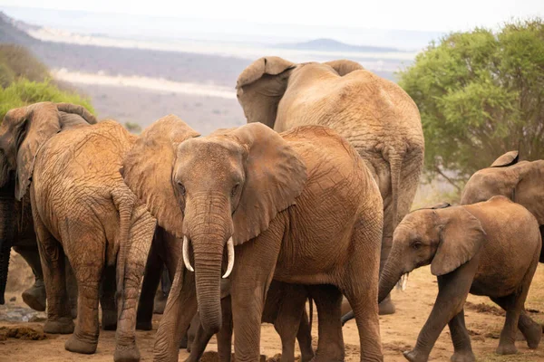 Eine Elefantenherde Fokus Der Savanne Afrikas Portrt Einiger Elefanten Einer — Foto de Stock