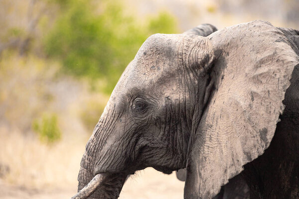 Ein Elefant in einer Elefantenherde im Fokus. Die Savanne Afrikas. Portrt eines Elefanten in einer Landschaftsaufnahme. Safari im Tsavo-Nationalpark, Kenia