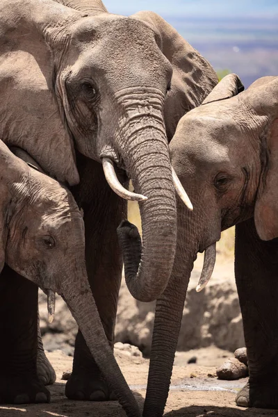 Eine Elefantenherde Fokus Wasserloch Der Savanne Afrikas Portrt Einer Elefantenherde — Fotografia de Stock