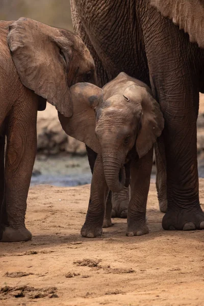 Eine Elefantenherde Mit Klbern Einer Wasserstelle Das Kalb Sucht Schutz — Stok fotoğraf