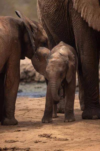 Eine Elefantenherde Mit Klbern Einer Wasserstelle Das Kalb Sucht Schutz —  Fotos de Stock