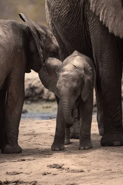 Eine Elefantenherde Fokus Wasserloch Der Savanne Afrikas Porträt Einer Elefantenherde — Stockfoto