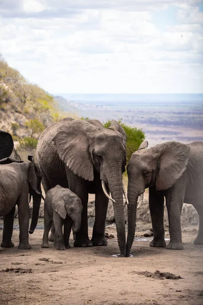 Eine Elefantenherde Fokus Wasserloch Der Savanne Afrikas Portrt Einer Elefantenherde — Stok fotoğraf
