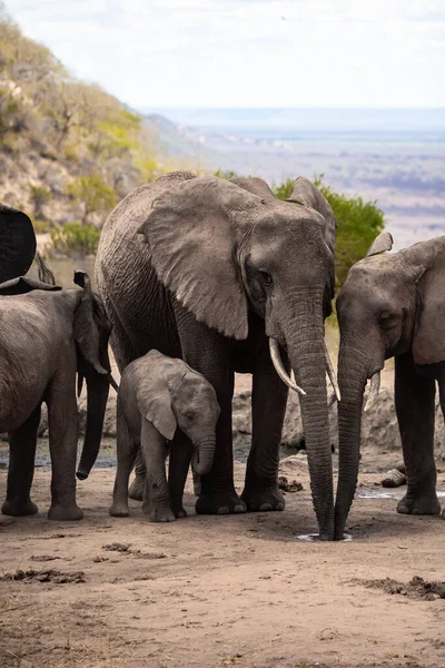 Eine Elefantenherde Fokus Wasserloch Der Savanne Afrikas Portrt Einer Elefantenherde — 图库照片