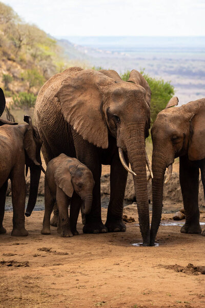 Eine Elefantenherde im Fokus am Wasserloch in der Savanne Afrikas. Portrt einer Elefantenherde mit vielen Jungtieren und einem Kalb in einer Landschaftsaufnahme. Safari im Tsavo-Nationalpark, Kenia