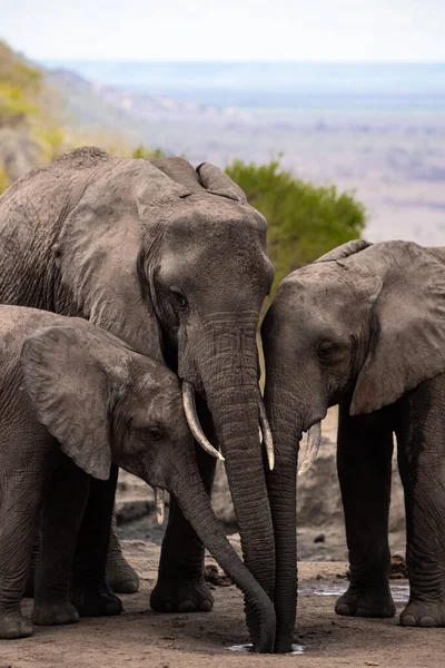 Eine Elefantenherde Fokus Wasserloch Der Savanne Afrikas Portrt Einer Elefantenherde — Stok fotoğraf