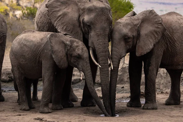 Eine Elefantenherde Fokus Wasserloch Der Savanne Afrikas Portrt Einer Elefantenherde — Foto de Stock