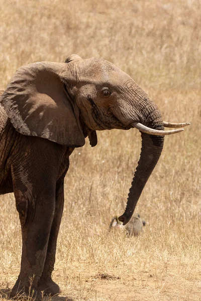 Ein Einzelner Elefant Fokus Der Savanne Von Afrika Portrt Eines — Stok fotoğraf